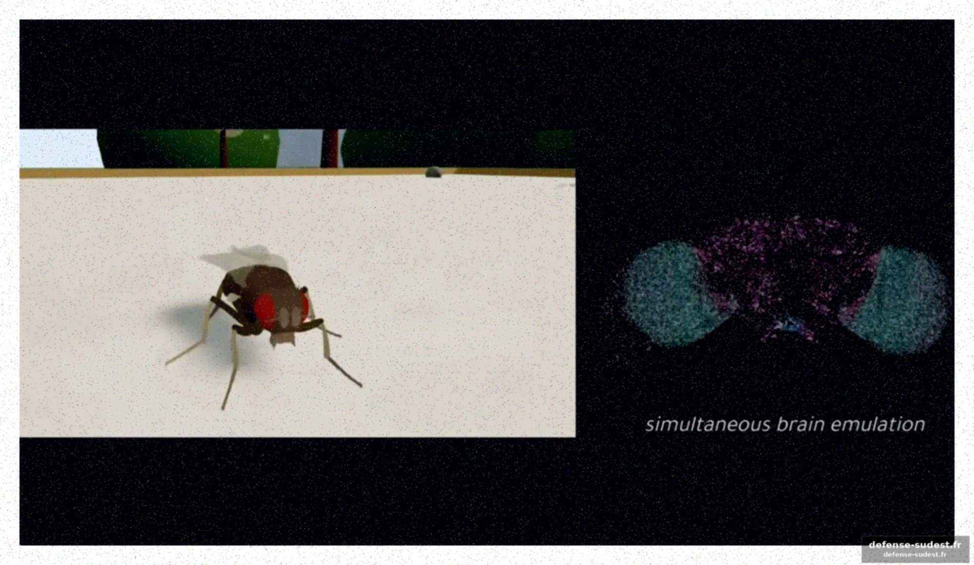 Vers la simulation du cerveau humain : un horizon lointain ?