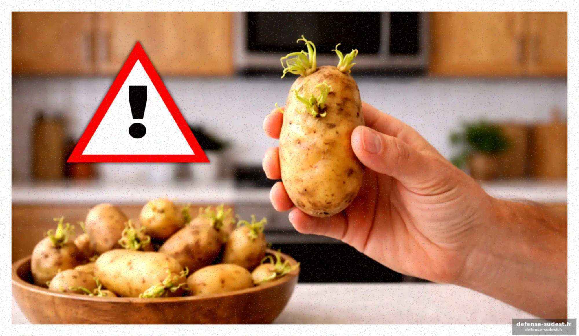 Comment éliminer les bourgeons des pommes de terre